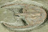 Early Cambrian Fallotaspis - Tazemmourt, Morocco #350549-7